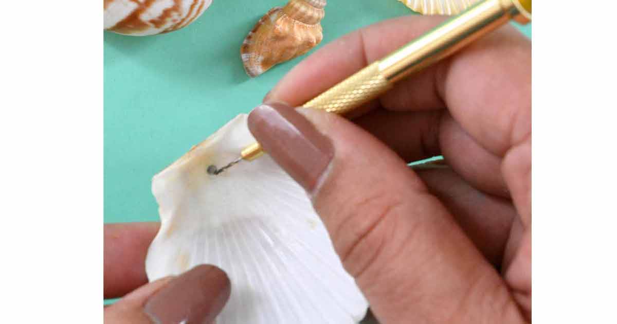 How to Make a Hole in a Seashell Without Breaking it!